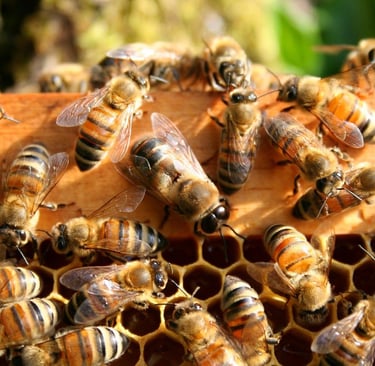Bees in a hive-collectivist cluster