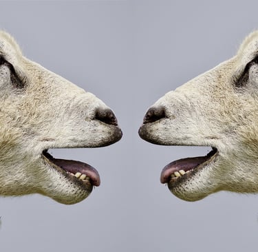 Sheep- direct communication