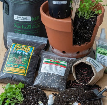 Best Pots & Soil for Cilantro