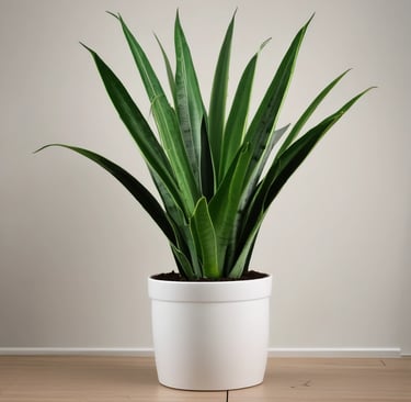 Snake Plant