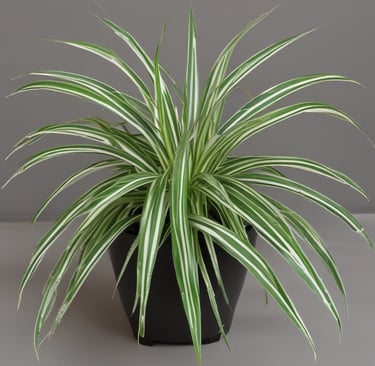 Spider Plant
