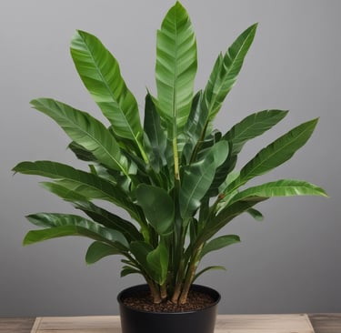ZZ Plant (Zamioculcas zamiifolia)