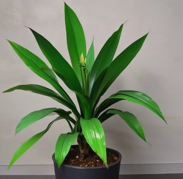 Cast Iron Plant (Aspidistra elatior)