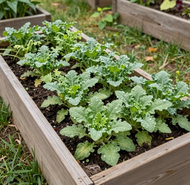 raised garden beds pros and cons
