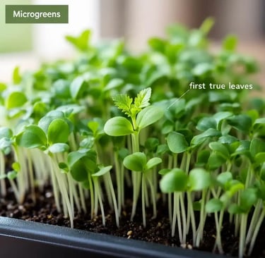 how to grow microgreens indoors
