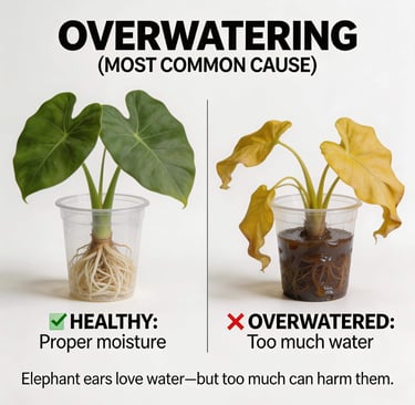 Overwatering 
