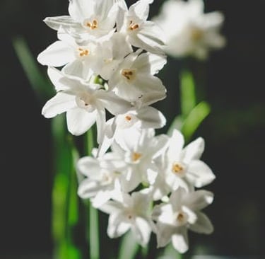 Paperwhite Flower Bulbs
