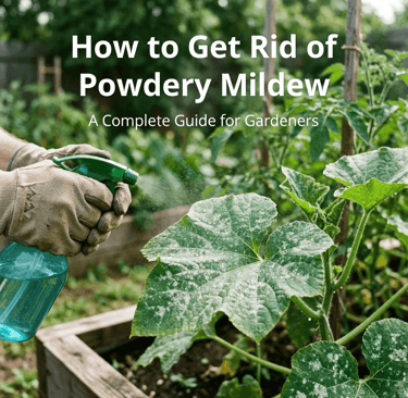 Powdery Mildew