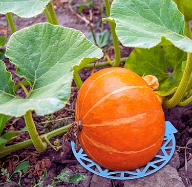 Reusable Pumpkin Support Slings