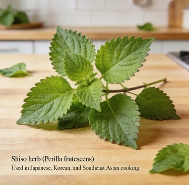 Shiso Herb
