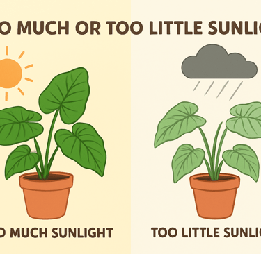 Too Much or Too Little Sunlight