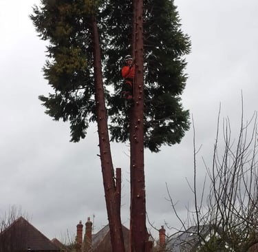Tree surgery and pruning in County Durham by Sharp Hedges