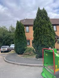 sharp hedges conifer tree removed and chipped county durham