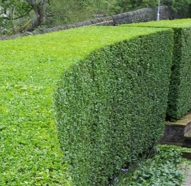 Hedge trimming service in County Durham keeping gardens neat and tidy