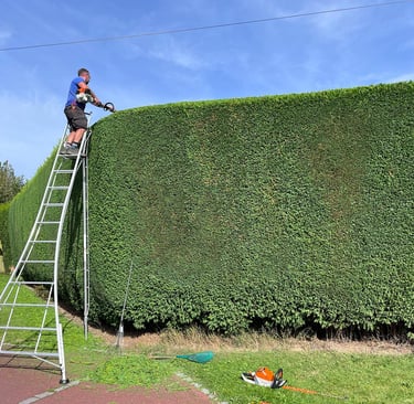 Large conifer hedge being trimmed neatly by Sharp Hedges Tree & Garden Services in County Durham