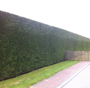 Hedge trimming in Durham – after