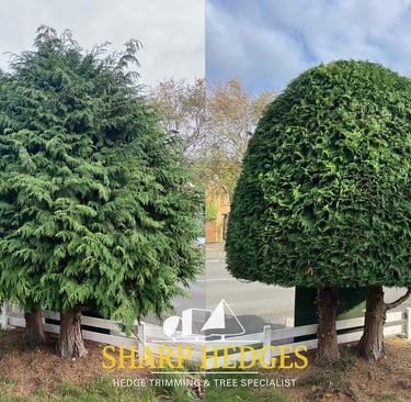 Tree surgery and pruning with crown reduction in County Durham