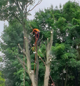 Tree removal and stump options carried out safely in County Durham