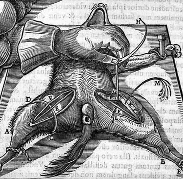 Desenho anatômico Bartholin