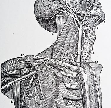 Desenho de anatomia humana do pescoço por Henry Carter e Henry Gray