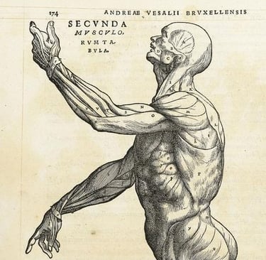 ilustração anatômica Galeno