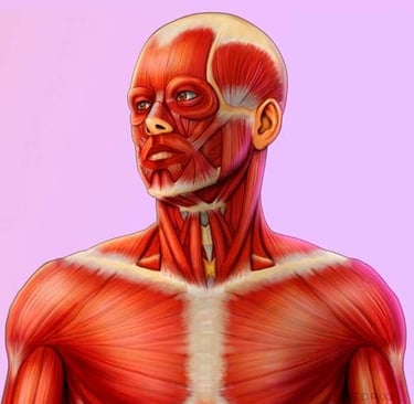 ilustracao medica diagrama de musculos