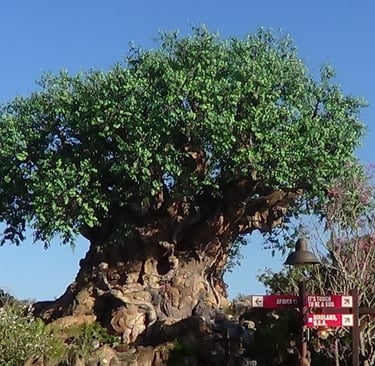 Tree of Life- Disney's Animal Kingdom
