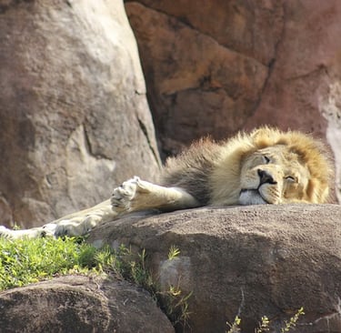 Kilimanjaro Safaris Lion, Disney's Animal Kingdom