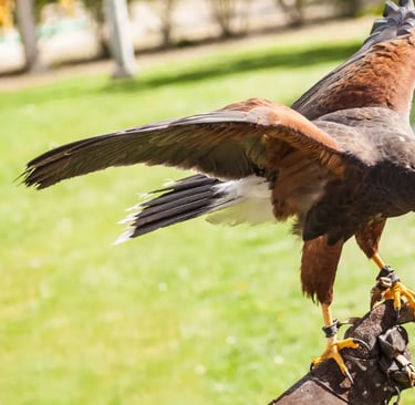 a hawkhawk bird perched on a gloved hand, Falconry in Italy