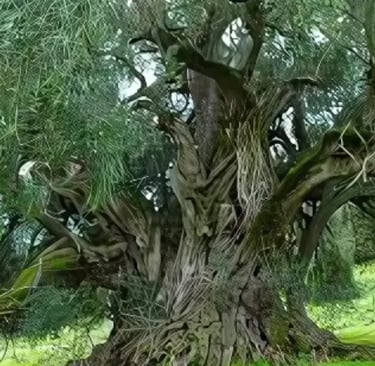 a large tree with a large tree in the background, oldest olive tree in Luras, Sardinia