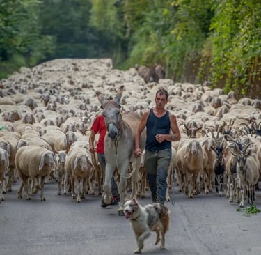 Transhumance: Walking the Ancient Paths of Italy’s Herds