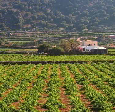 a farm with a farmyard and a farm house, Pantelleria vines