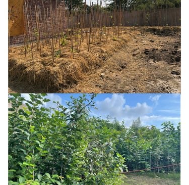 Miyawaki Forest Before-after image in Udaipur