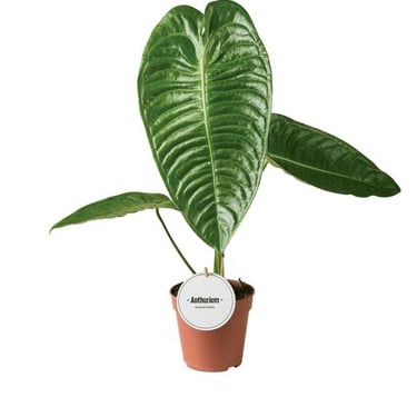 plante tropicale rare lille