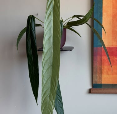 anthurium pallidiflorum lille plante Tibaldo Jungle