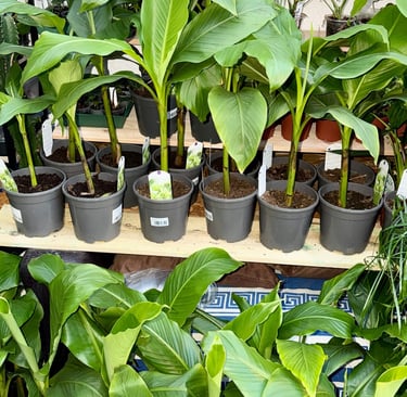 Boutique plant Bananier NORD