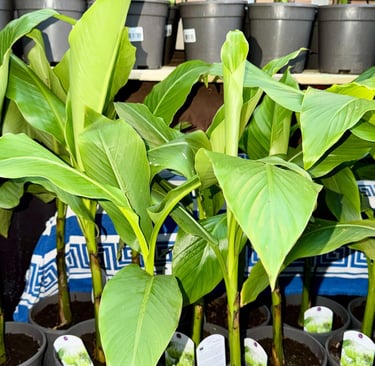 Boutique plant Bananier MUSA NORD TIBALDO JUNGLE