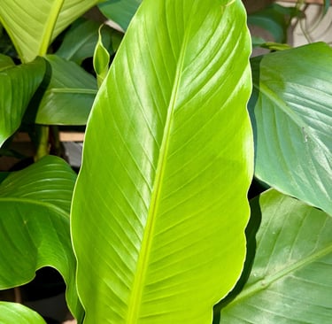 Le monde de Tibaldo vous présente cette belle feuille d'un jeune plant de bananier musa basjoo WATTIGNIES