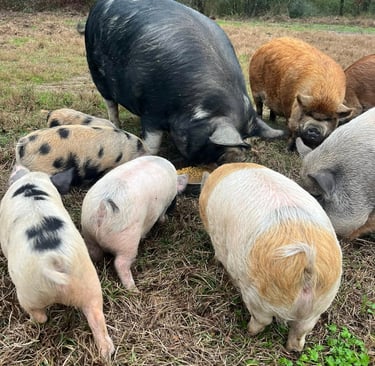 A group of colorful Kunekune pigs and piglets grazing together in a grassy farm pasture.