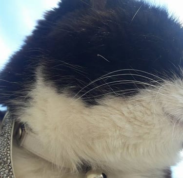 Family Pet Susie