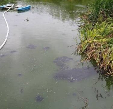 Užliedžių k. tvenkinys prieš pradedant naudoti Biocleaner