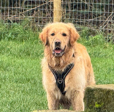 Dog at Birstwith Barkyard Daycare in Harrogate 