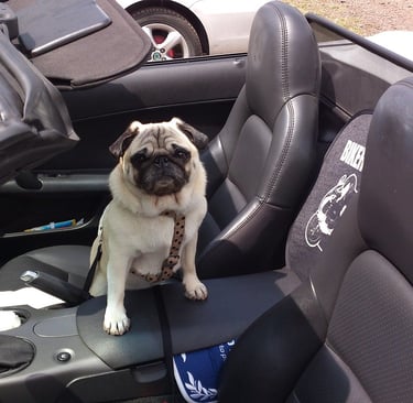cute french bulldog looking boss in an open top sports car