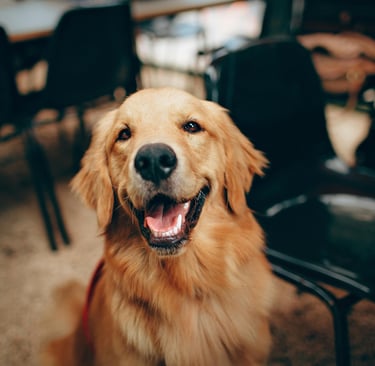 cute pupper