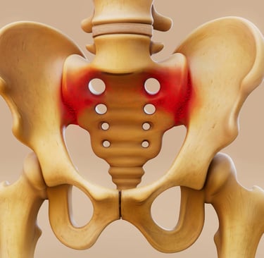 douleur pelvienne : pelvis avec surbrillance