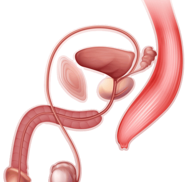 appareil reproducteur masculin