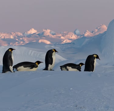 © Valentin GUILLET - Institut polaire français - TA73