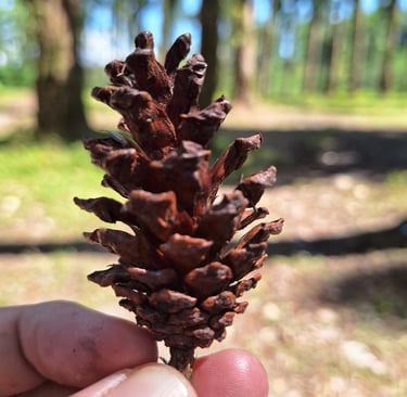 A photographer takes a photo of dried pine cones in his hand. with a forest background