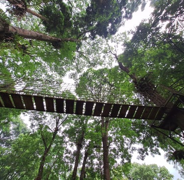 a photographer captured the bridge used out of bond in the Siti Sundari forest.