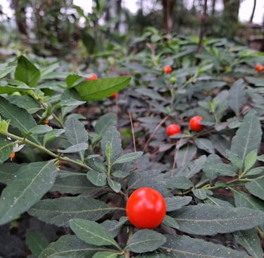A photographer photographed beautiful red cherry tomatoes. But it can't be eaten